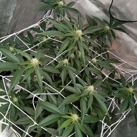 Genética desconocida growlog timeline photo