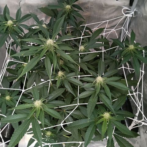 Genética desconocida growlog timeline photo