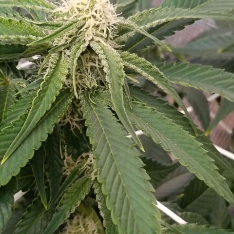 Genética desconocida growlog timeline photo