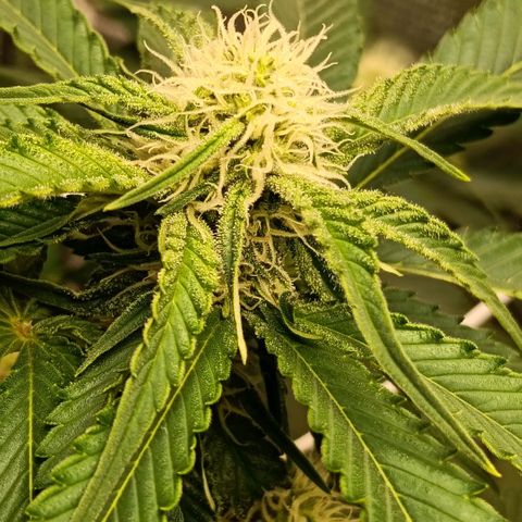 Genética desconocida growlog timeline photo