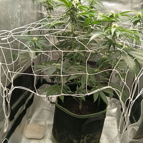 Genética desconocida growlog timeline photo