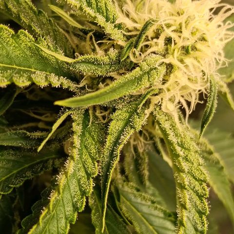 Genética desconocida growlog timeline photo