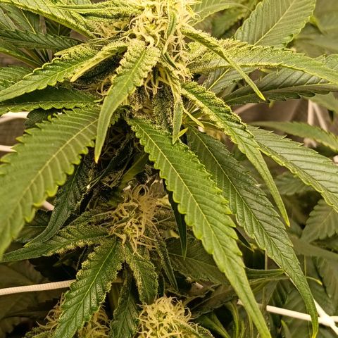 Genética desconocida growlog timeline photo