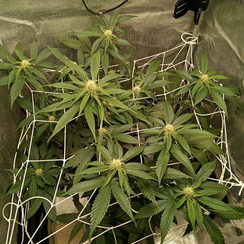 Genética desconocida growlog timeline photo