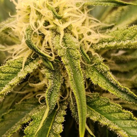 Genética desconocida growlog timeline photo