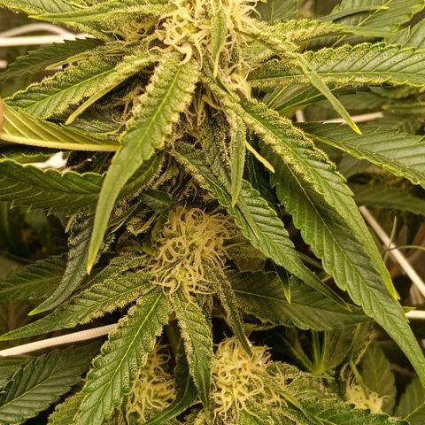 Genética desconocida growlog timeline photo