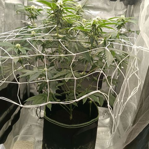 Genética desconocida growlog timeline photo