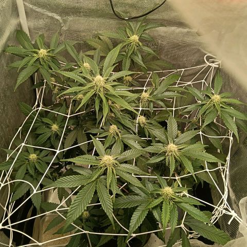 Genética desconocida growlog timeline photo