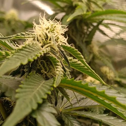 Genética desconocida growlog timeline photo