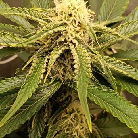 Genética desconocida growlog timeline photo