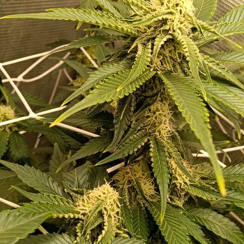 Genética desconocida growlog timeline photo