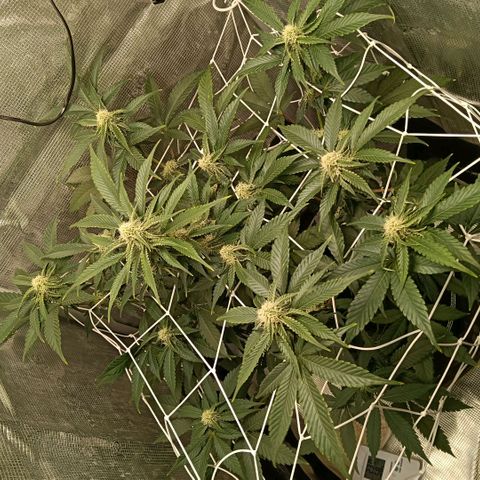 Genética desconocida growlog timeline photo