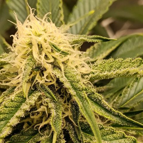 Genética desconocida growlog timeline photo