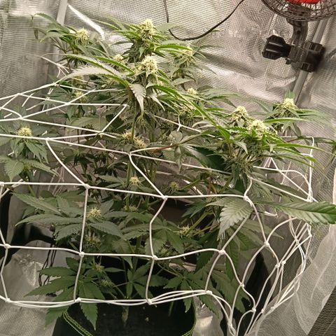 Genética desconocida growlog timeline photo