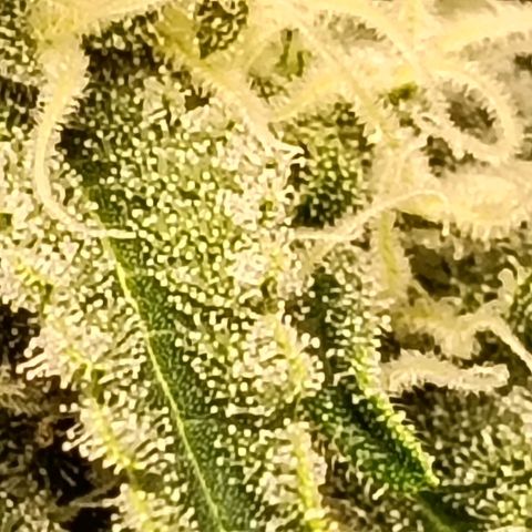 Genética desconocida growlog timeline photo