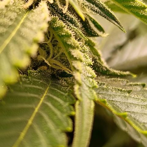Genética desconocida growlog timeline photo