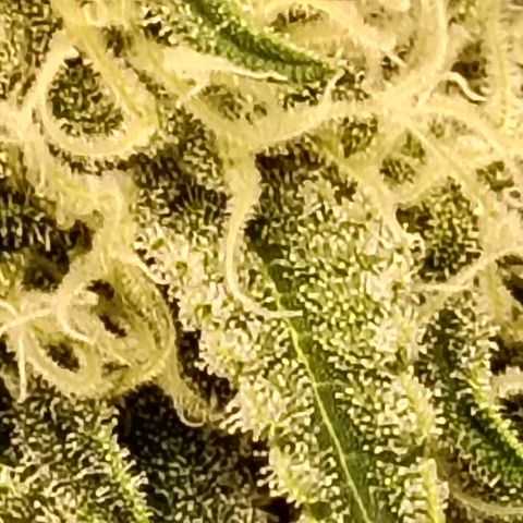 Genética desconocida growlog timeline photo