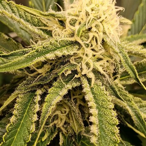 Genética desconocida growlog timeline photo