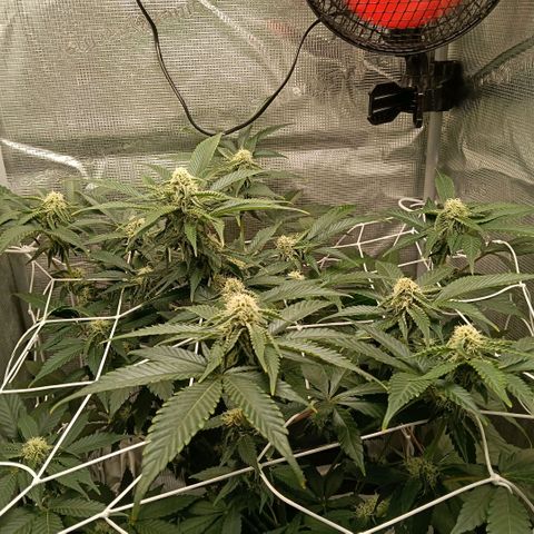 Genética desconocida growlog timeline photo