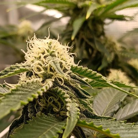 Genética desconocida growlog timeline photo