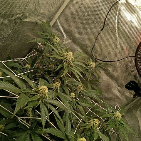 Genética desconocida growlog timeline photo