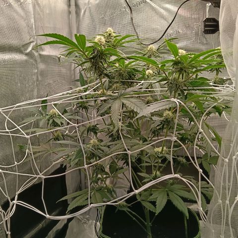 Genética desconocida growlog timeline photo
