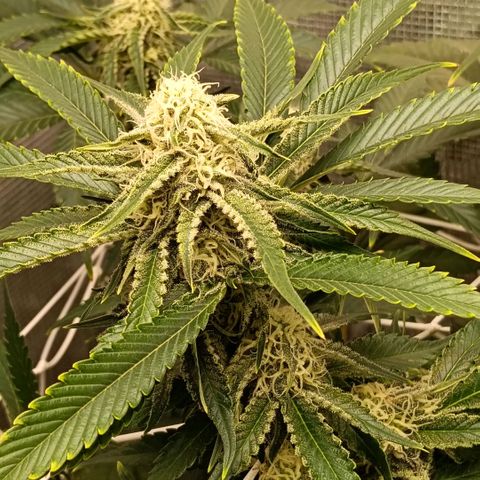 Genética desconocida growlog timeline photo