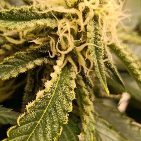 Genética desconocida growlog timeline photo