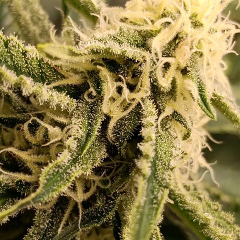 Genética desconocida growlog timeline photo