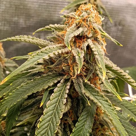 Genética desconocida growlog timeline photo
