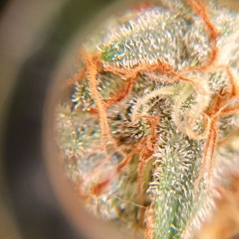 Genética desconocida growlog timeline photo