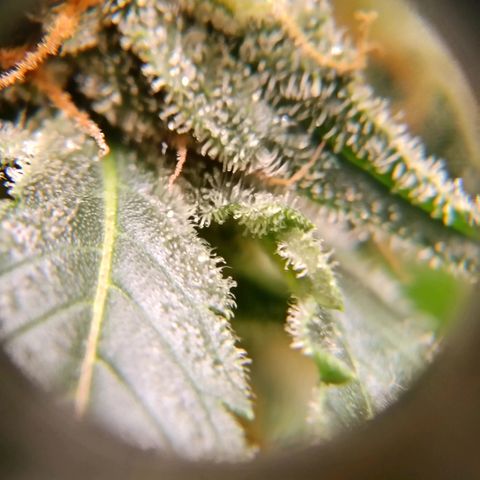 Genética desconocida growlog timeline photo