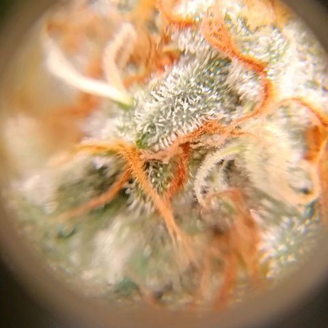 Genética desconocida growlog timeline photo