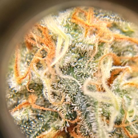 Genética desconocida growlog timeline photo