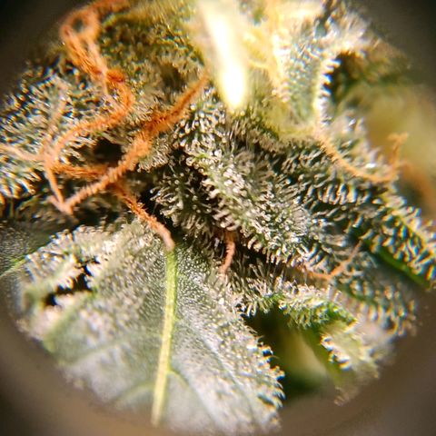 Genética desconocida growlog timeline photo