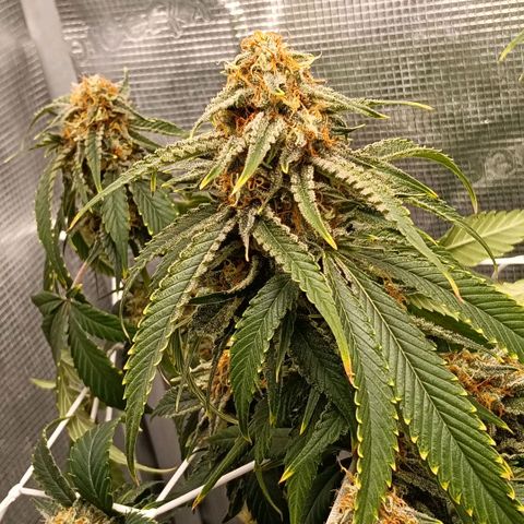 Genética desconocida growlog timeline photo