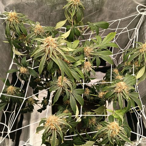 Genética desconocida growlog timeline photo