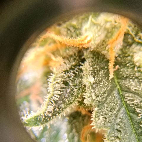 Genética desconocida growlog timeline photo