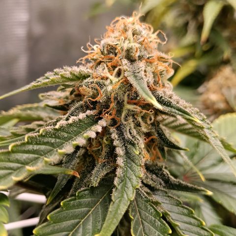 Genética desconocida growlog timeline photo