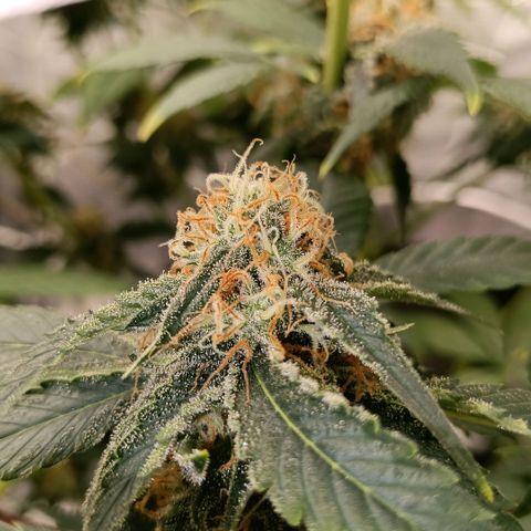 Genética desconocida growlog timeline photo