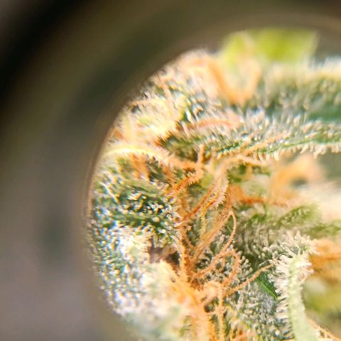 Genética desconocida growlog timeline photo