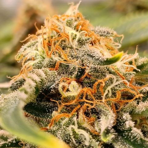 Genética desconocida growlog timeline photo