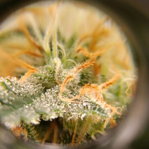 Genética desconocida growlog timeline photo