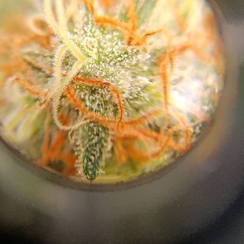 Genética desconocida growlog timeline photo