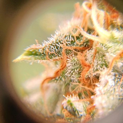 Genética desconocida growlog timeline photo