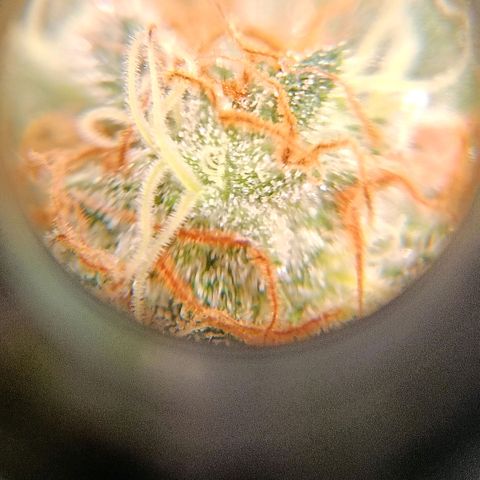 Genética desconocida growlog timeline photo