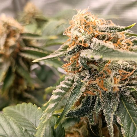 Genética desconocida growlog timeline photo