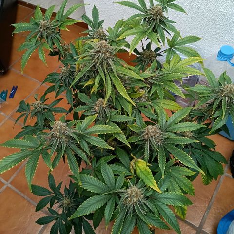 Genética desconocida growlog timeline photo