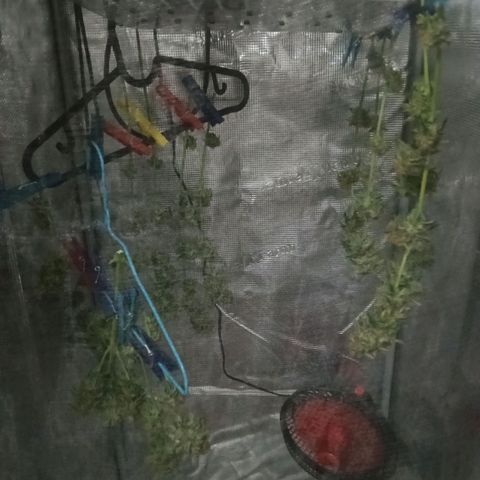 Genética desconocida growlog timeline photo