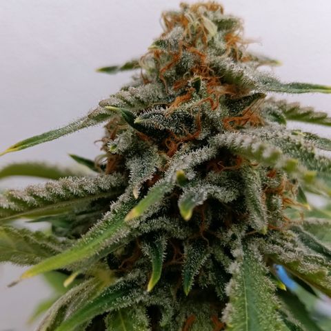 Genética desconocida growlog timeline photo